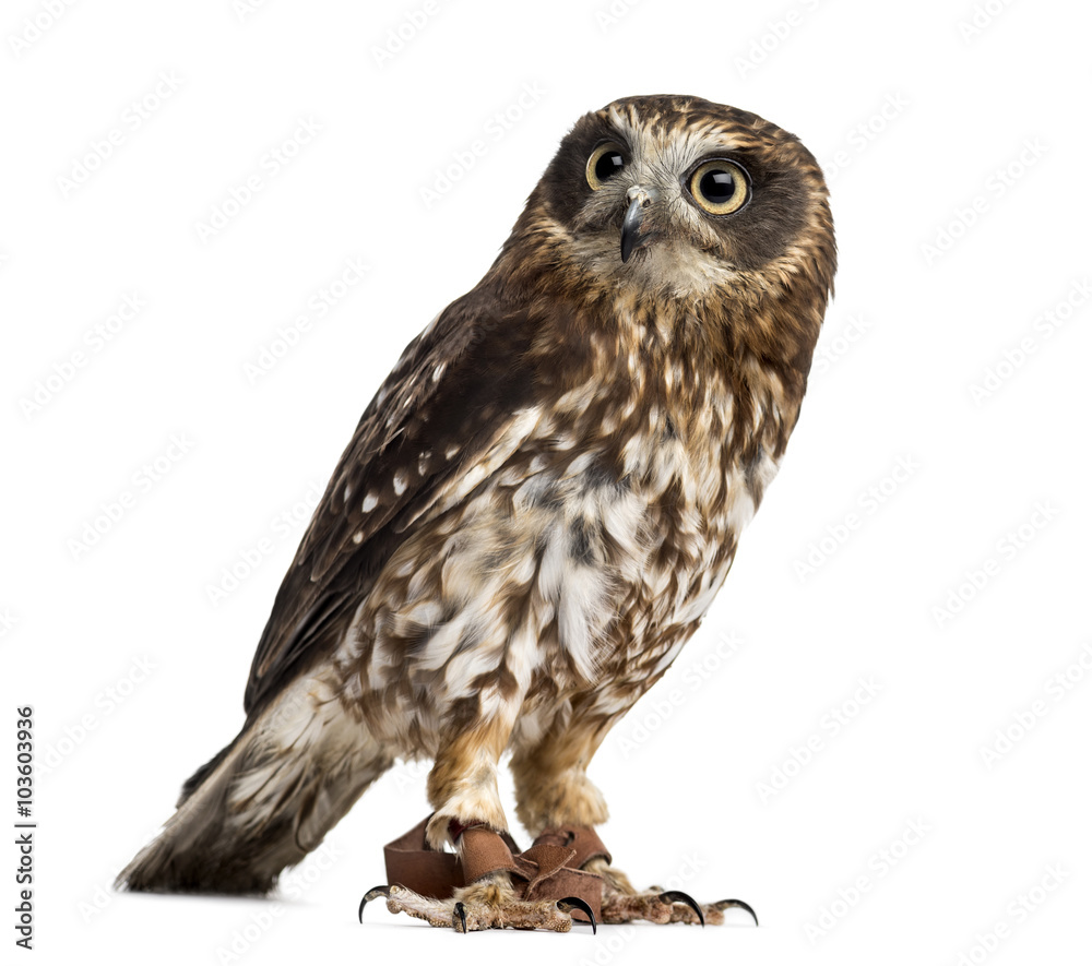southern boobook (Ninox boobook)with jesses southern boobook (Ninox boobook)with jesses