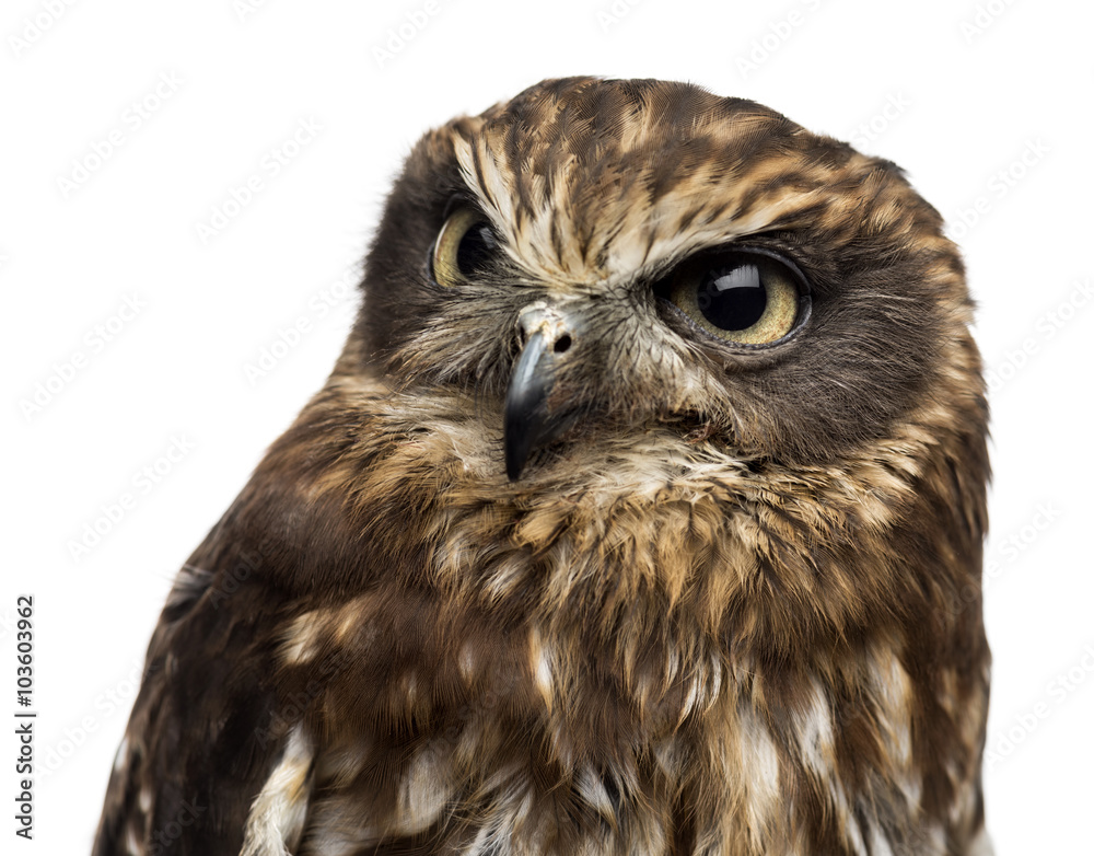 Obraz premium Close-up of a Southern boobook (Ninox boobook)