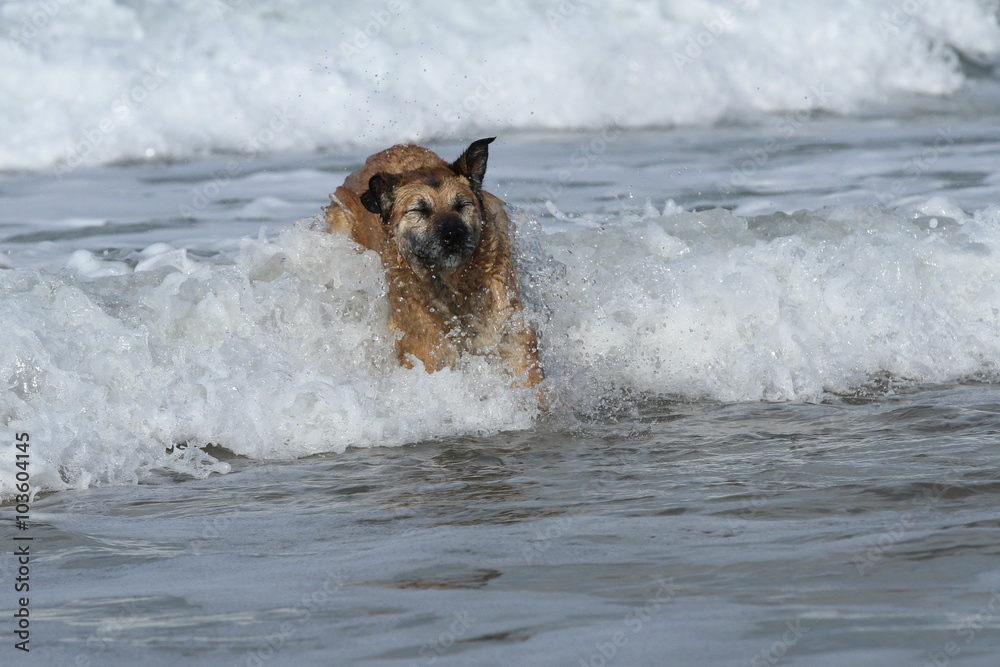 Hund läuft in den Wellen