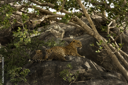 Mother Leopard with two cubs in Tanzania  Serengeti Park