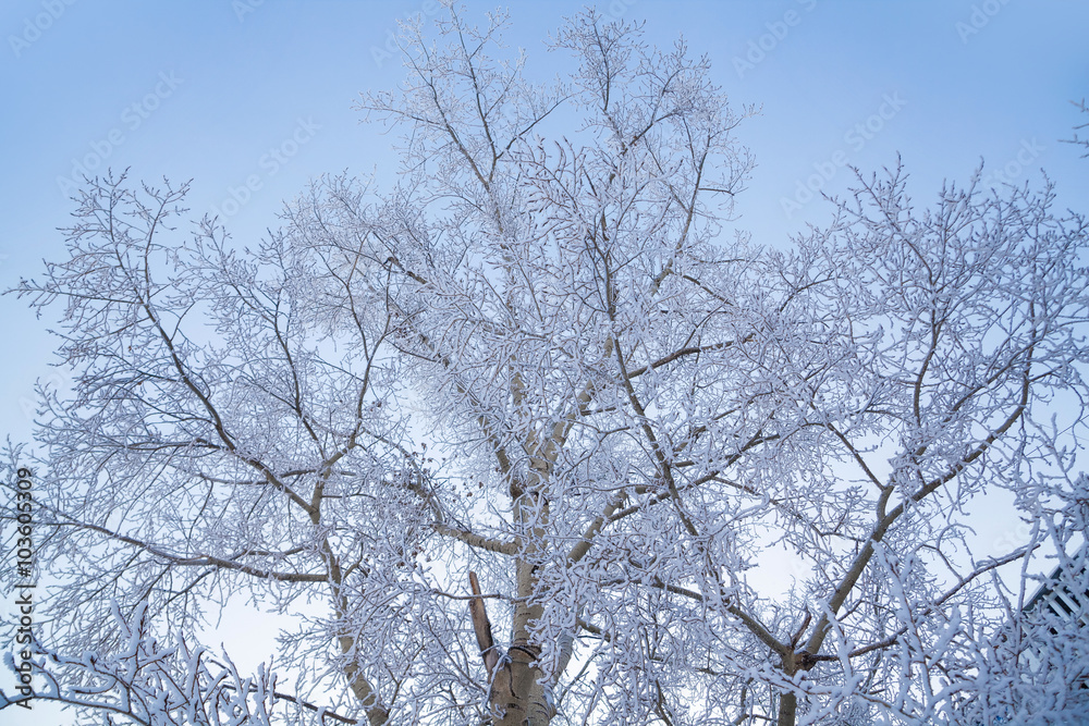 Tree branches and trees covered with frost and snow Tree branches and trees covered with frost and snow