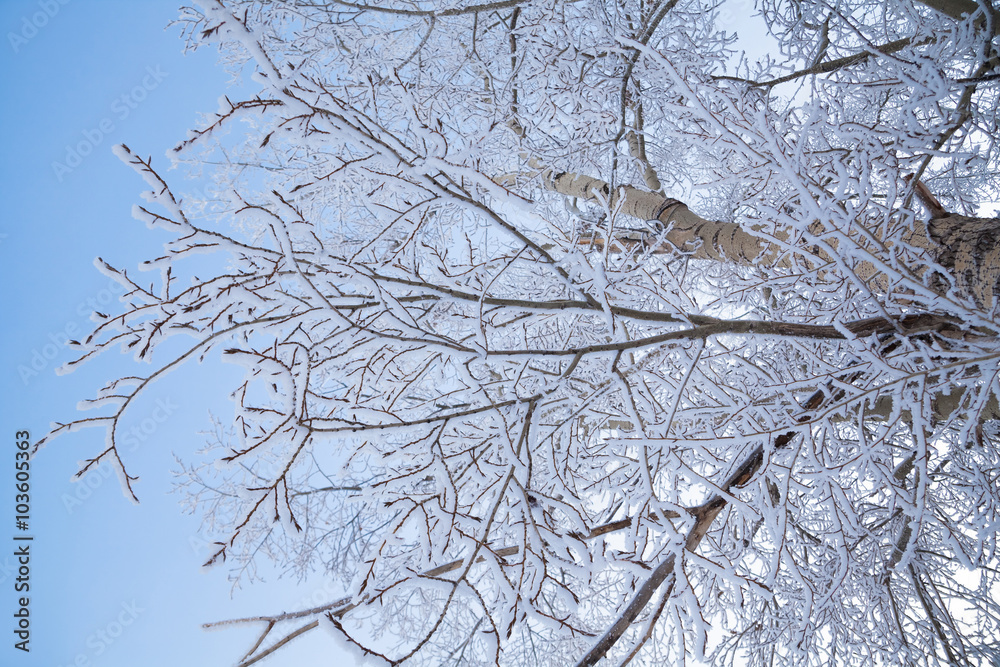 Tree branches and trees covered with frost and snow Tree branches and trees covered with frost and snow