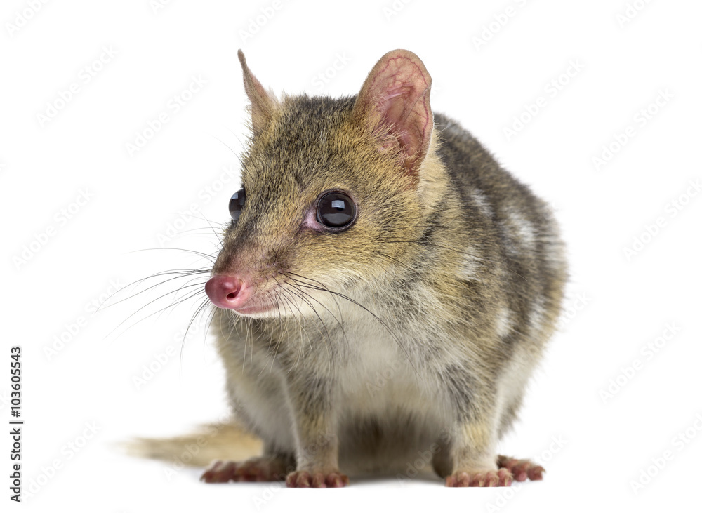 Obraz premium Quoll isolated on white