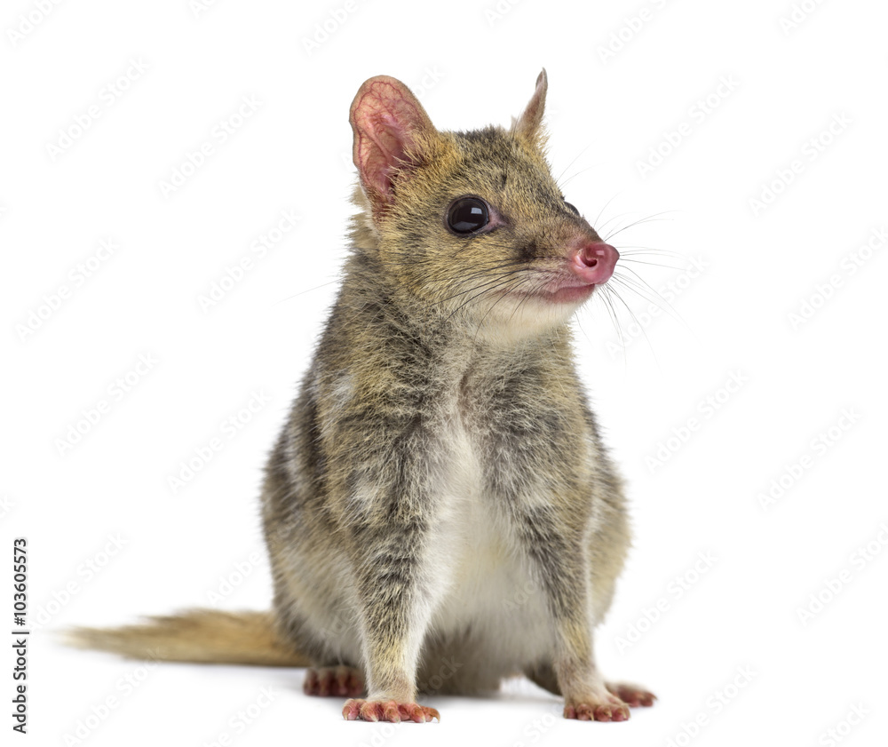 Quoll isolated on white Quoll isolated on white