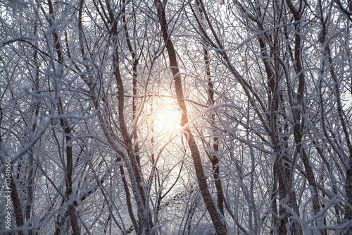 Winter sun shines through the snow covered tree branches