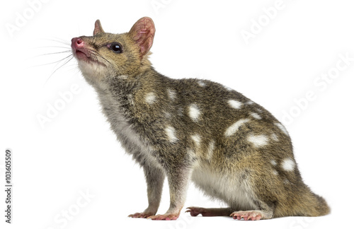 Quoll looking up, isolated on white