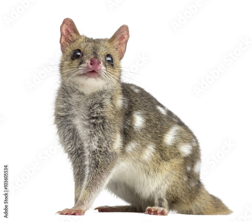 Quoll, isolated on white