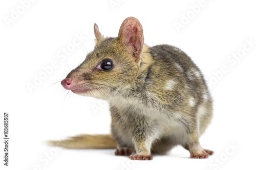 Quoll looking away, isolated on white