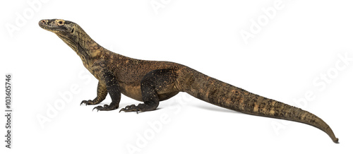 Profile of a Komodo Dragon isolated on white