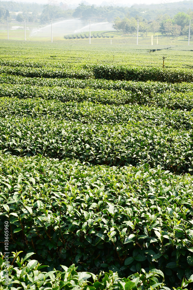 Tea plantation in Chiang Rai, Thailand 