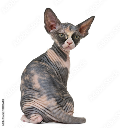 Fototapeta Naklejka Na Ścianę i Meble -  Back view of a Sphynx kitten isolated on white