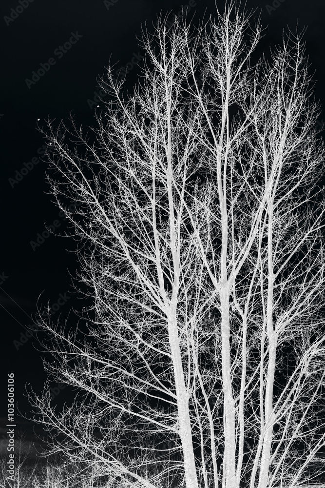 Tree branches isolated on black background Tree branches isolated on black background