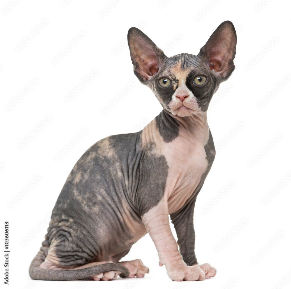 Sphynx kitten sitting, isolated on white Sphynx kitten sitting, isolated on white