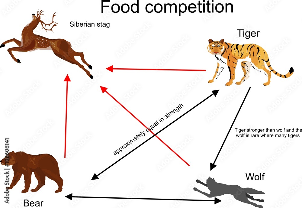 Food competition vector illustration. Tiger,bear wolf and deer connection.  Stock Vector | Adobe Stock
