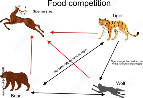 Food competition vector illustration. Tiger,bear wolf and deer connection.