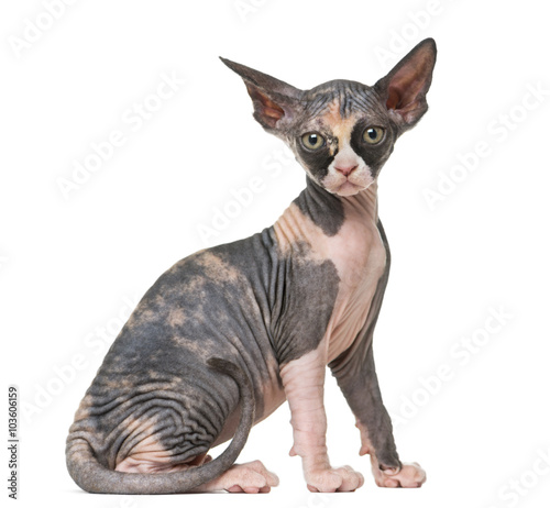 Sphynx kitten looking at the camera, isolated on white