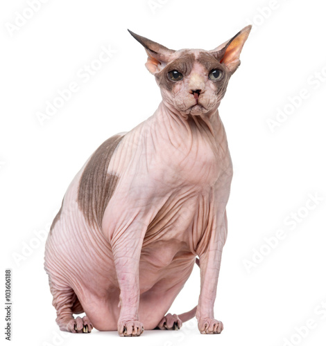 Fototapeta Naklejka Na Ścianę i Meble -  Fat and pregnant Sphynx isolated on white