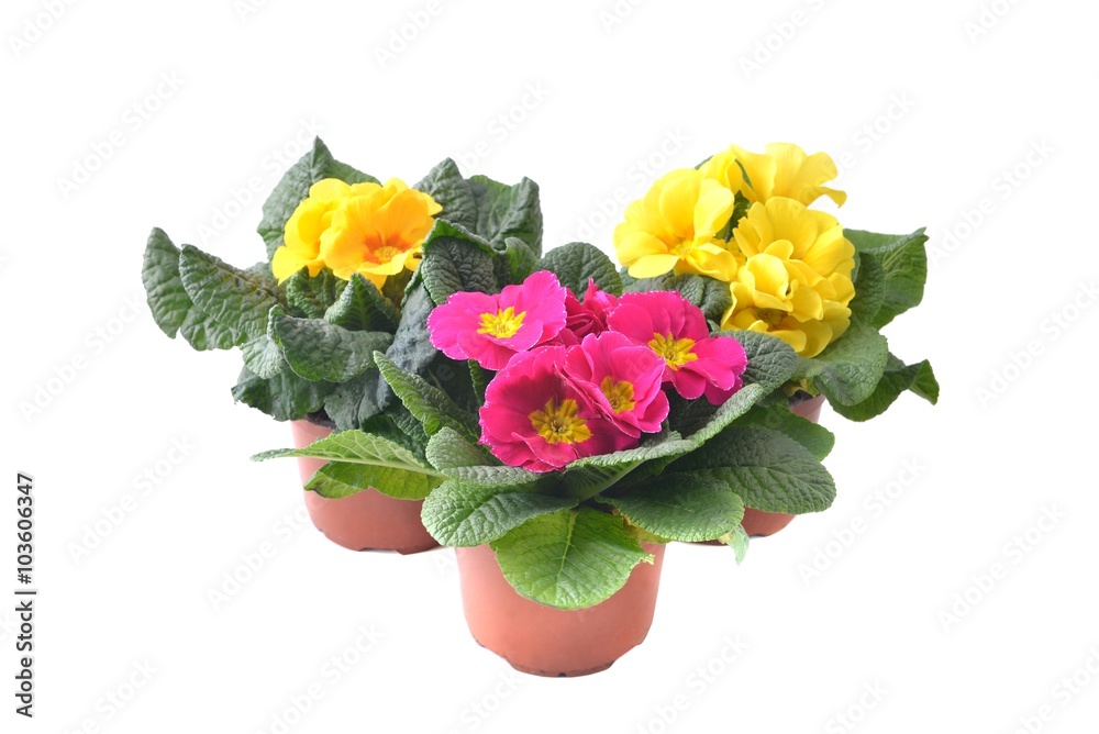 Primrose Primrose