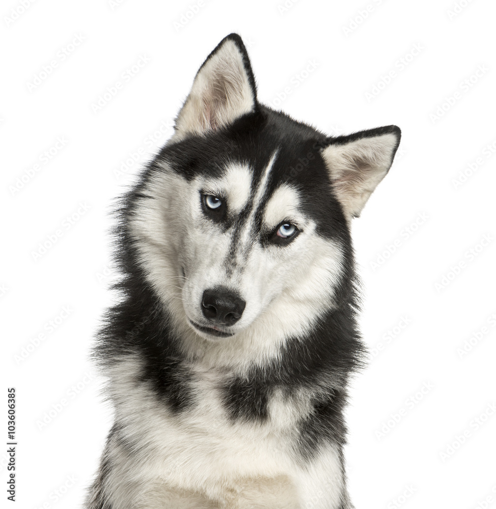 Close-up of a Husky in front of a white background