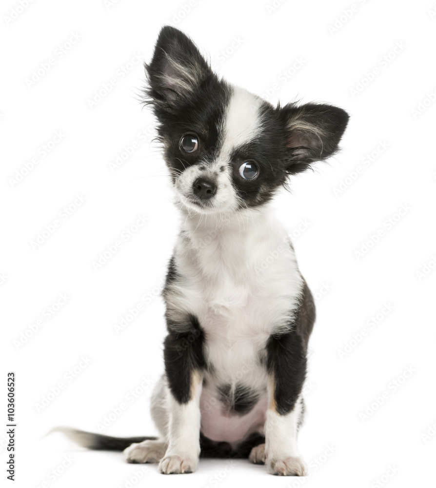 Chihuahua sitting in front of a white background Chihuahua sitting in front of a white background