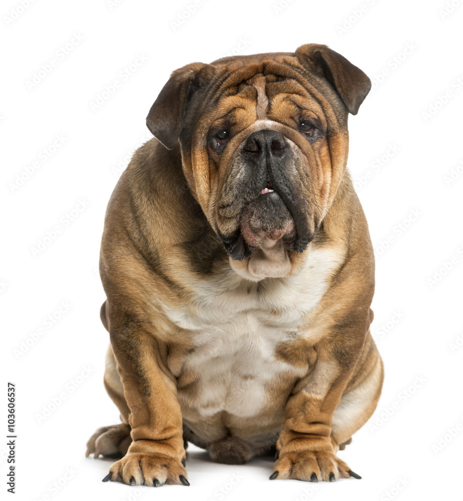 English Bulldog siting in front of a white background