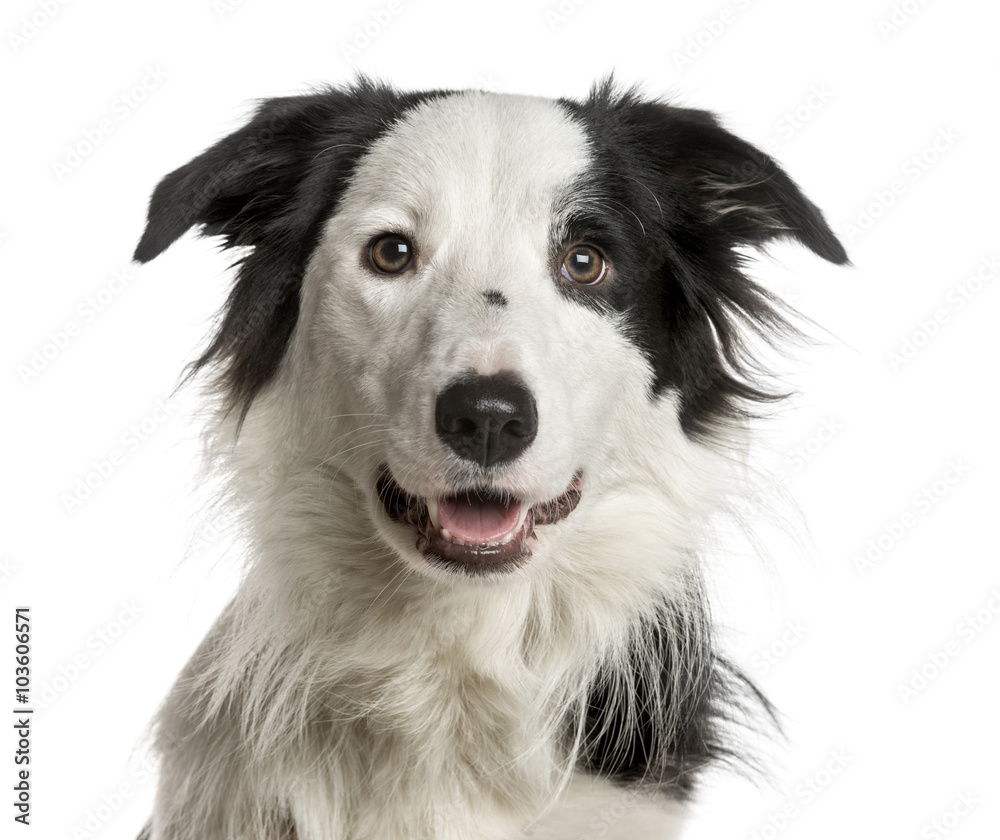 Close-up of a Border Collie in front of a white background