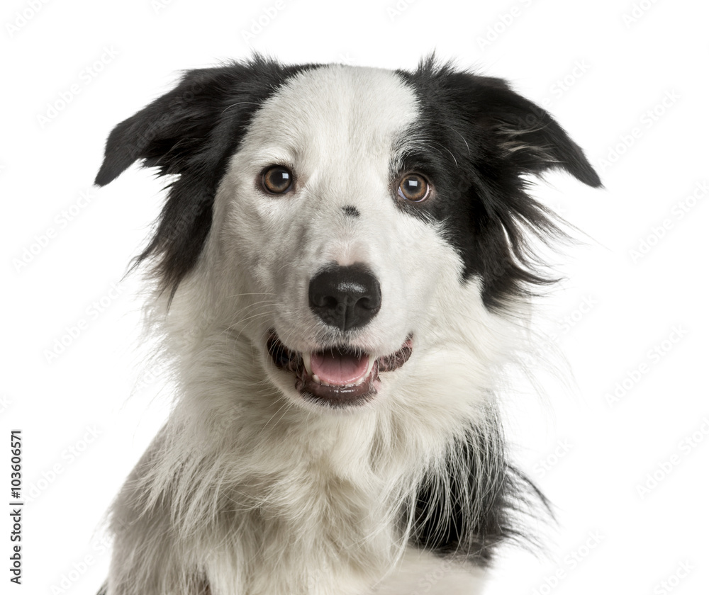 Close-up of a Border Collie in front of a white background Close-up of a Border Collie in front of a white background