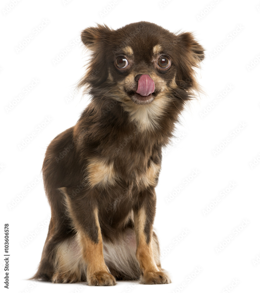 Chihuahua licking in front of a white background Chihuahua licking in front of a white background