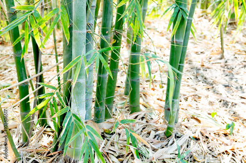 Bamboo Field