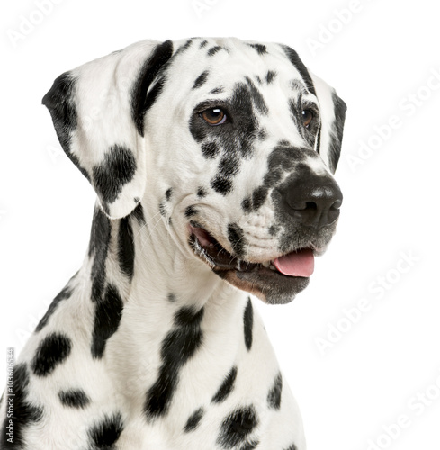 Close-up of a Dalmatian in front of a white background © Eric Isselée