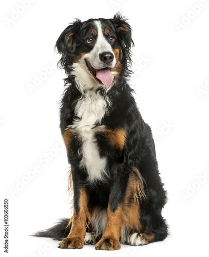 Bernese Mountain dog sitting in front of a white background