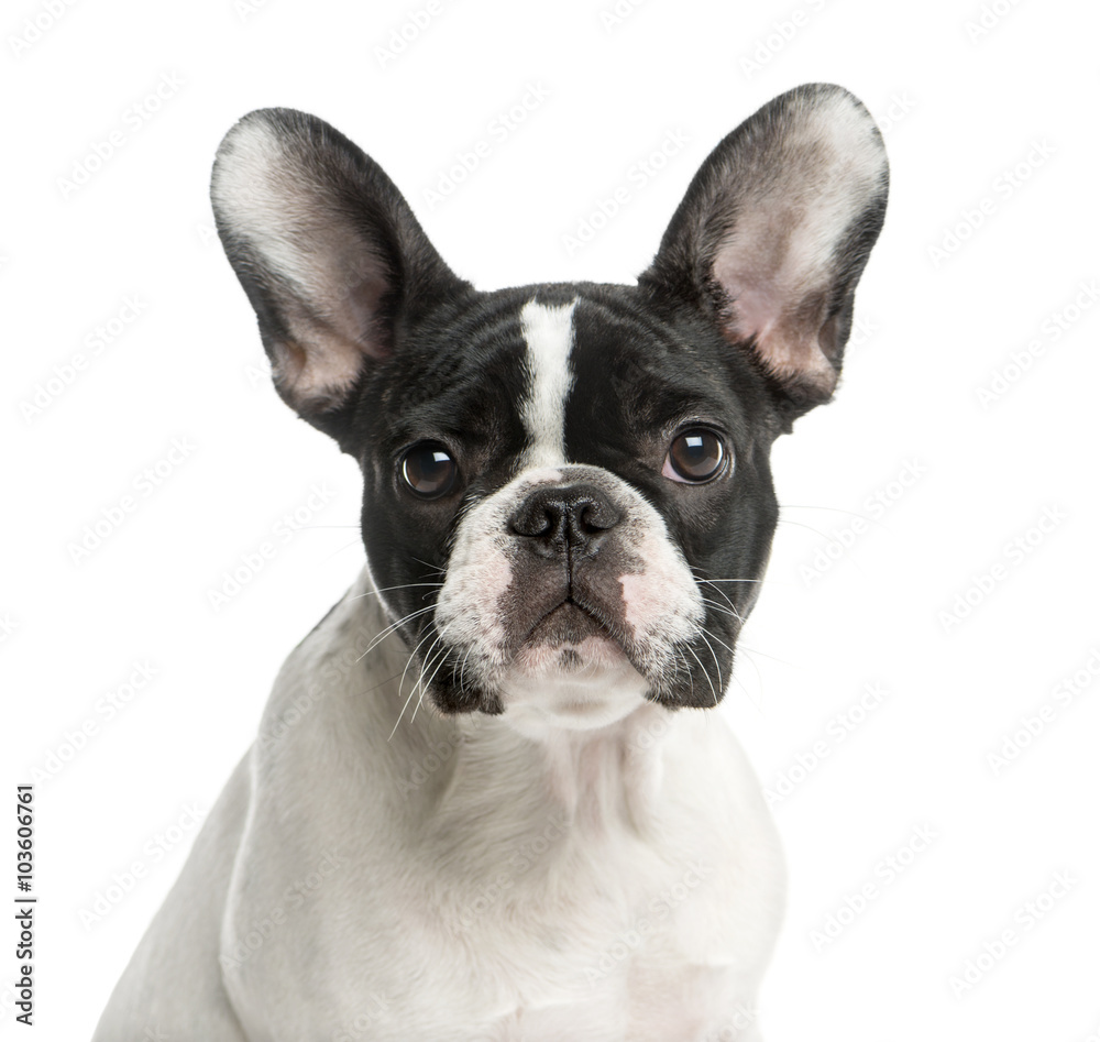Close-up of a French Bulldog in front of a white background