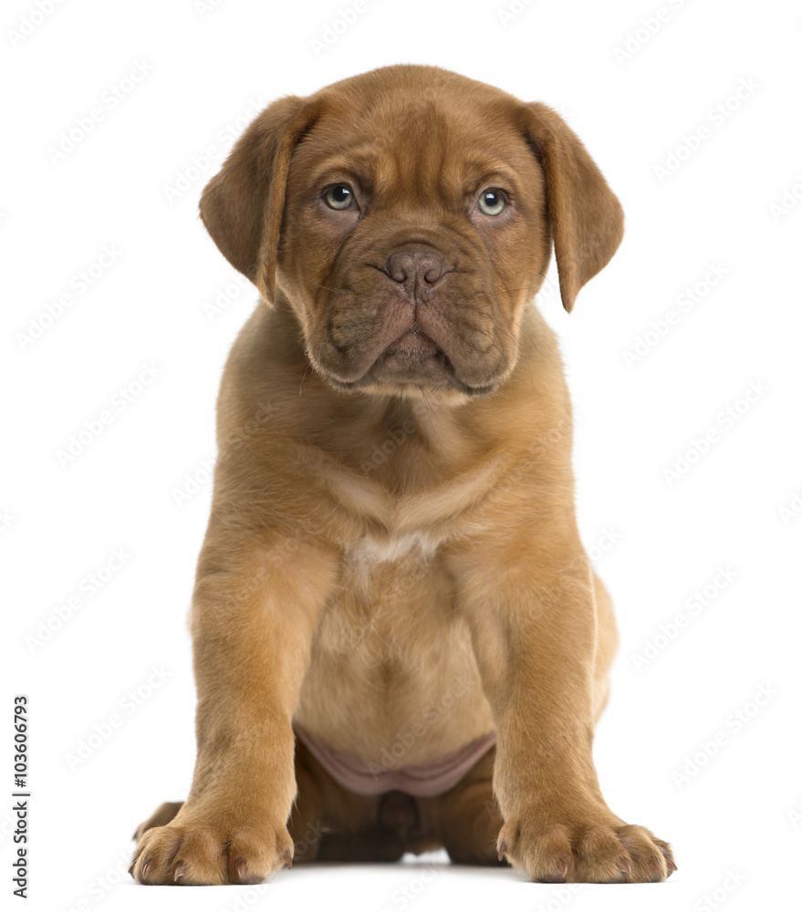 Dogue de Bordeaux puppy sitting in front of a white background