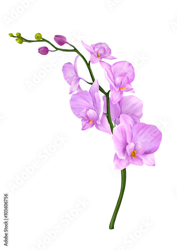 Pink Orchid Flower © salaleesi