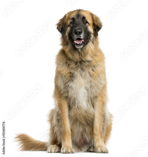 Fototapeta Naklejka Na Ścianę i Meble -  Leonberger sitting in front of a white background