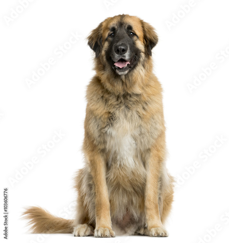 Leonberger sitting in front of a white background photo