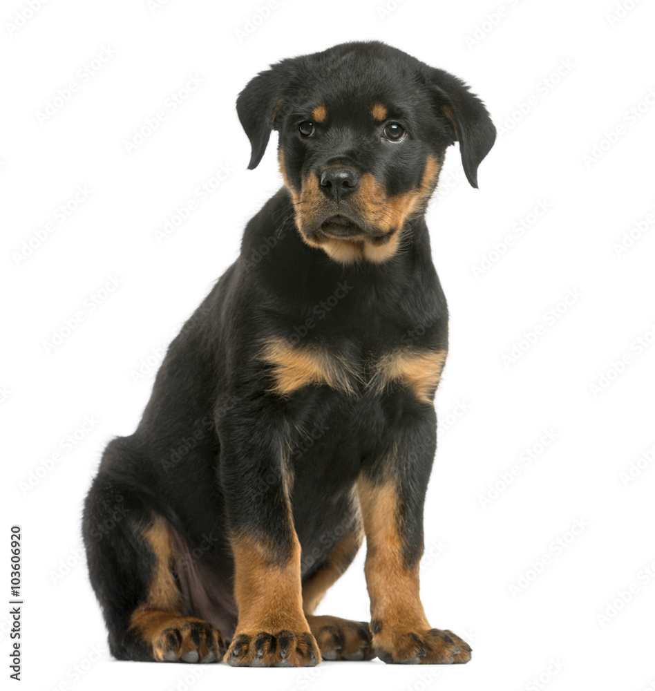 Rottweiler sitting in front of a white background