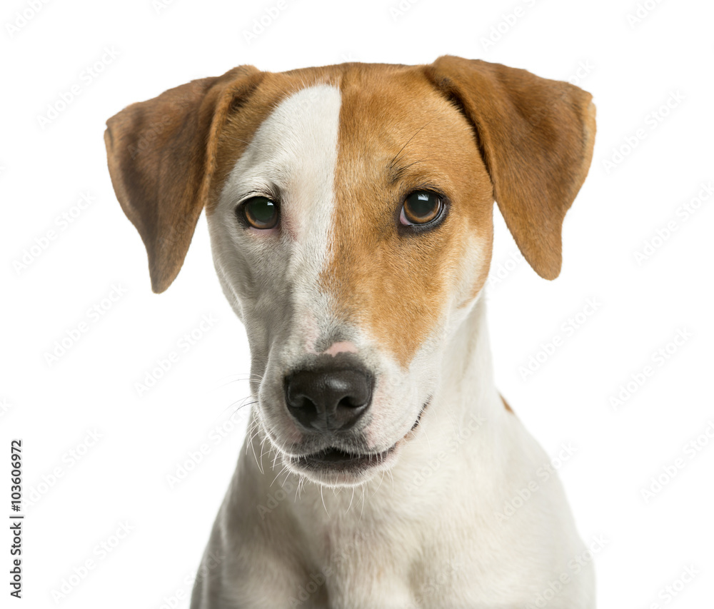Close-up of a Jack Russell Terrier