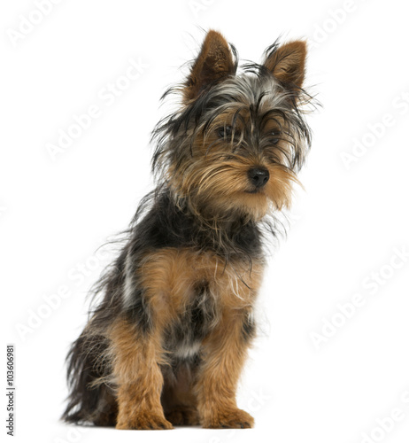 Yorkshire terrier sitting in front of a white background