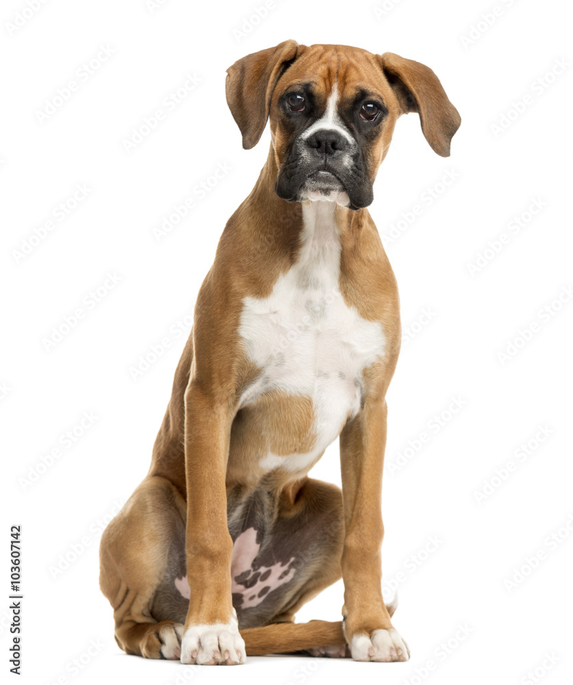 Boxer sitting in front of a white background Boxer sitting in front of a white background