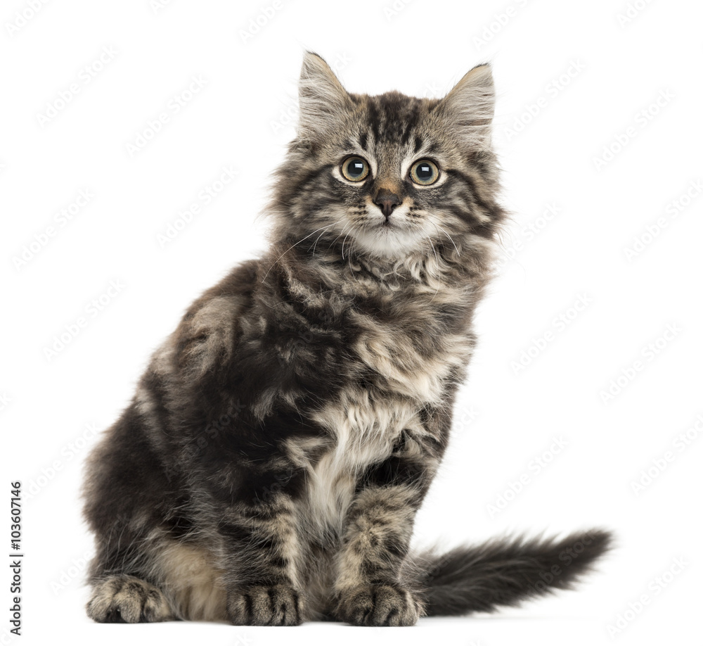 Maine Coon kitten sitting in front of a white background