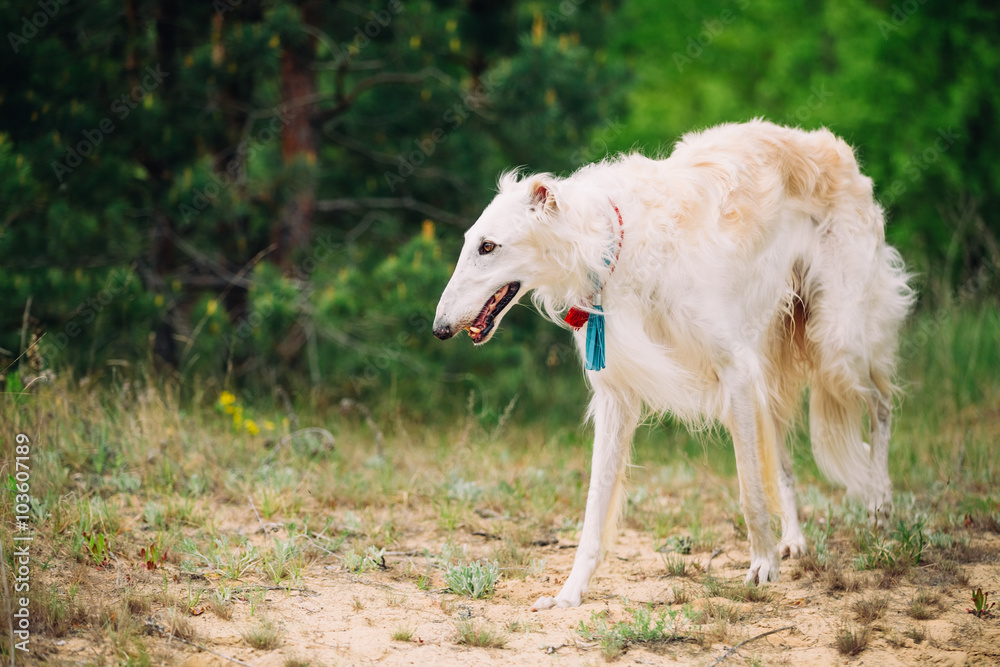 White Russian Wolfhound Dog, Borzoi, Sighthound in Spring Summer White Russian Wolfhound Dog, Borzoi, Sighthound in Spring Summer