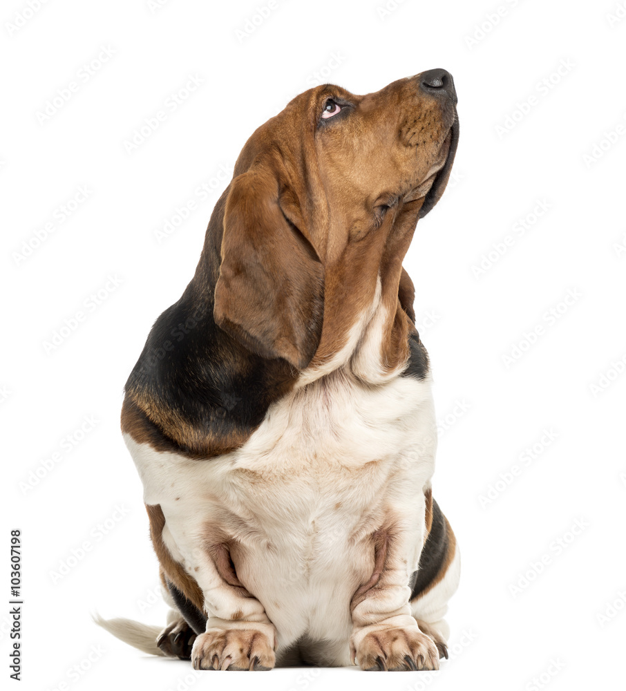 Basset Hound sitting and looking up