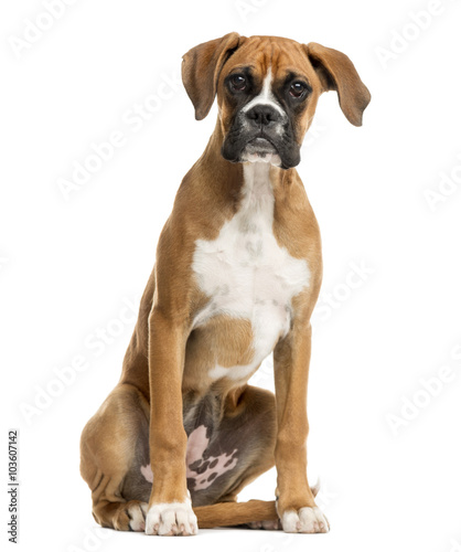 Fototapeta Naklejka Na Ścianę i Meble -  Boxer sitting in front of a white background