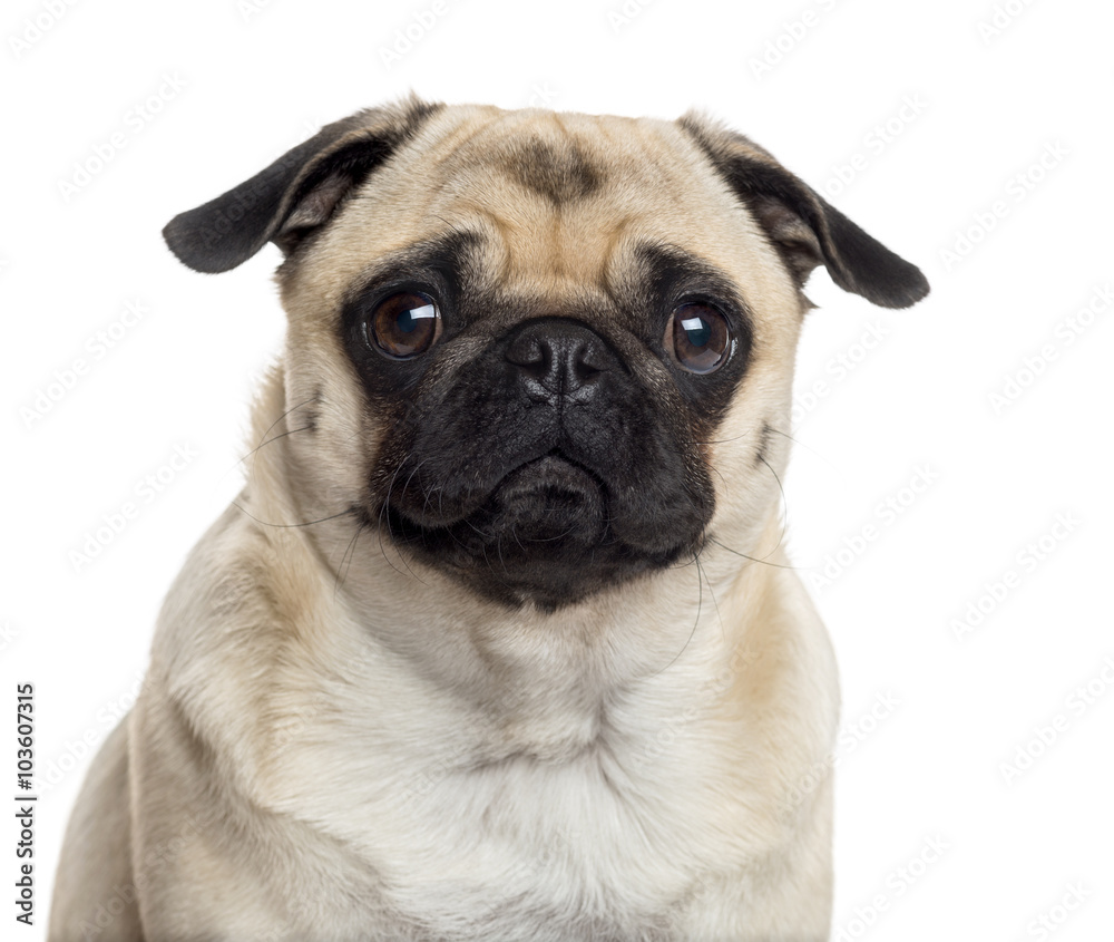 Close up of a Pug isolated on white
