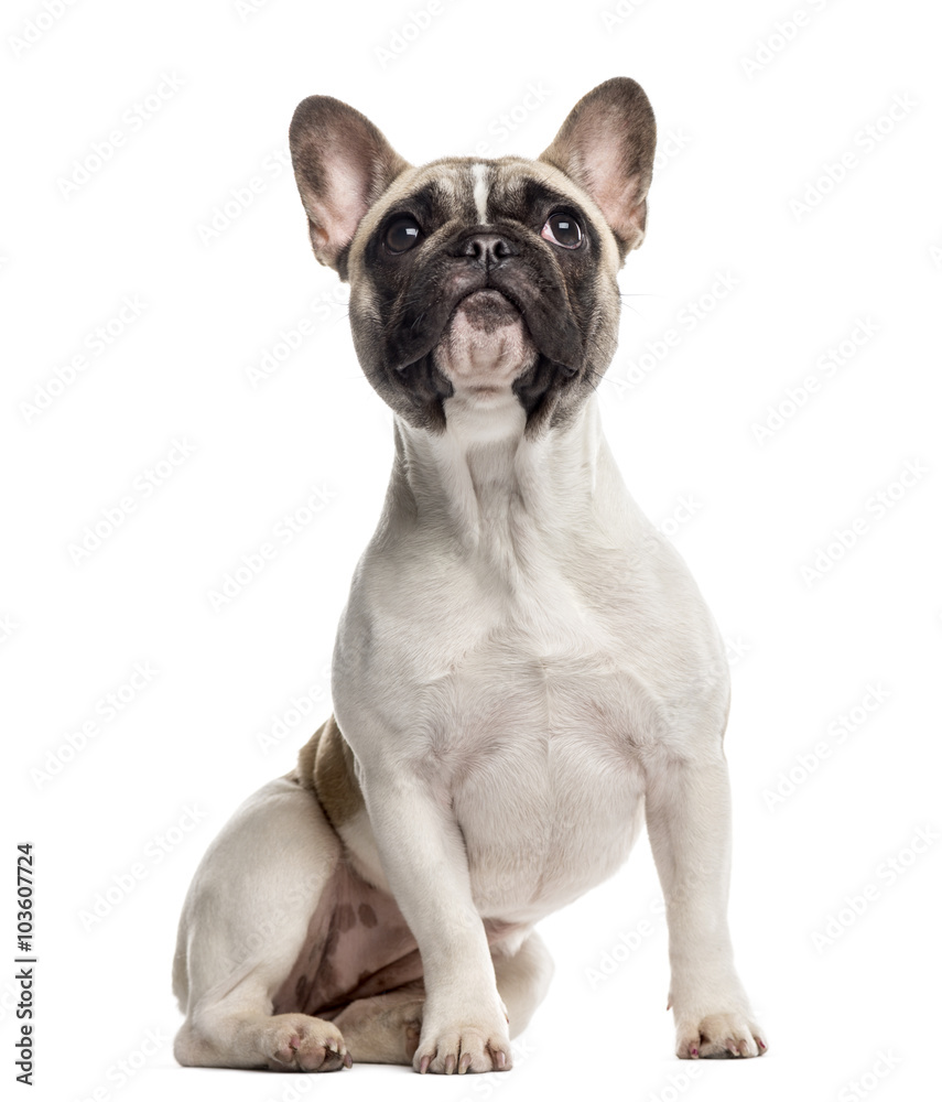 French Bulldog sitting and looking up, isolated on white
