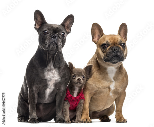 Chihuahua puppy and two French Bulldog isolated on white