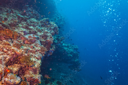 Fototapeta Naklejka Na Ścianę i Meble -  Coral reef with soft and hard corals