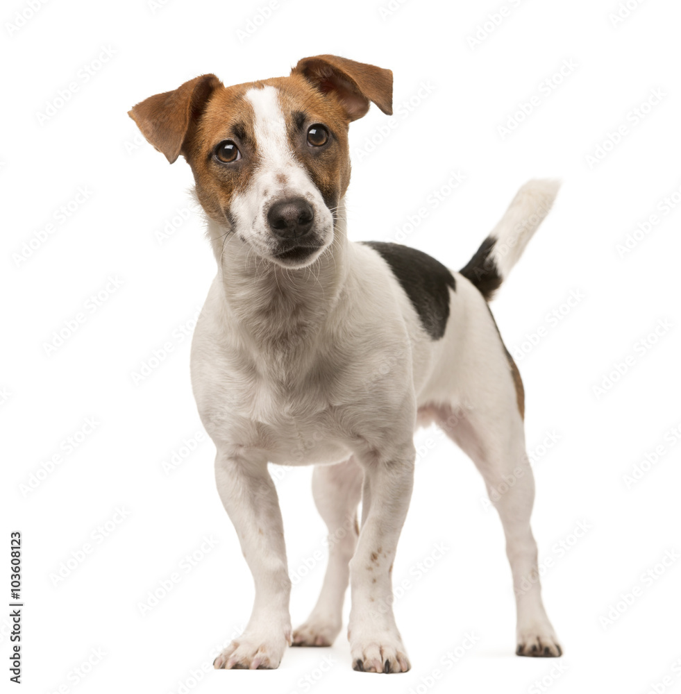 Jack Russell looking at the camera, isolated on white - obrazy, fototapety, plakaty 