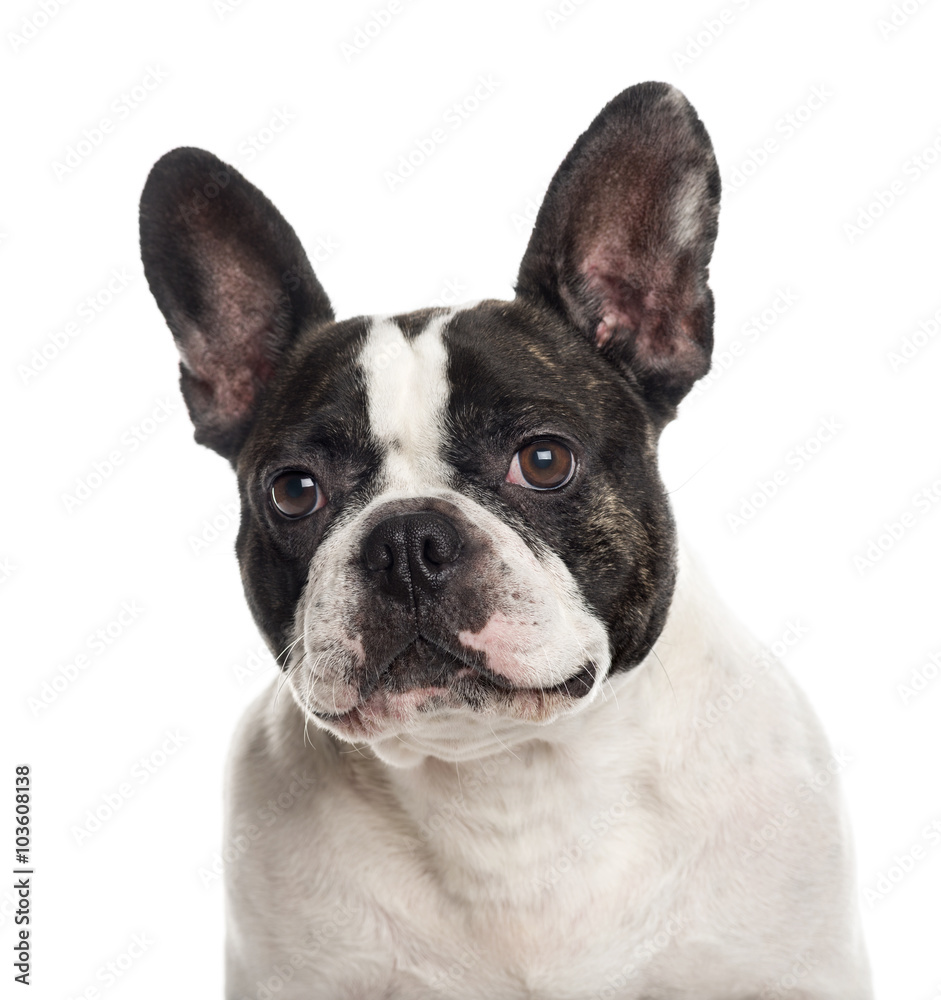Close up of a French Bulldog isolated on white